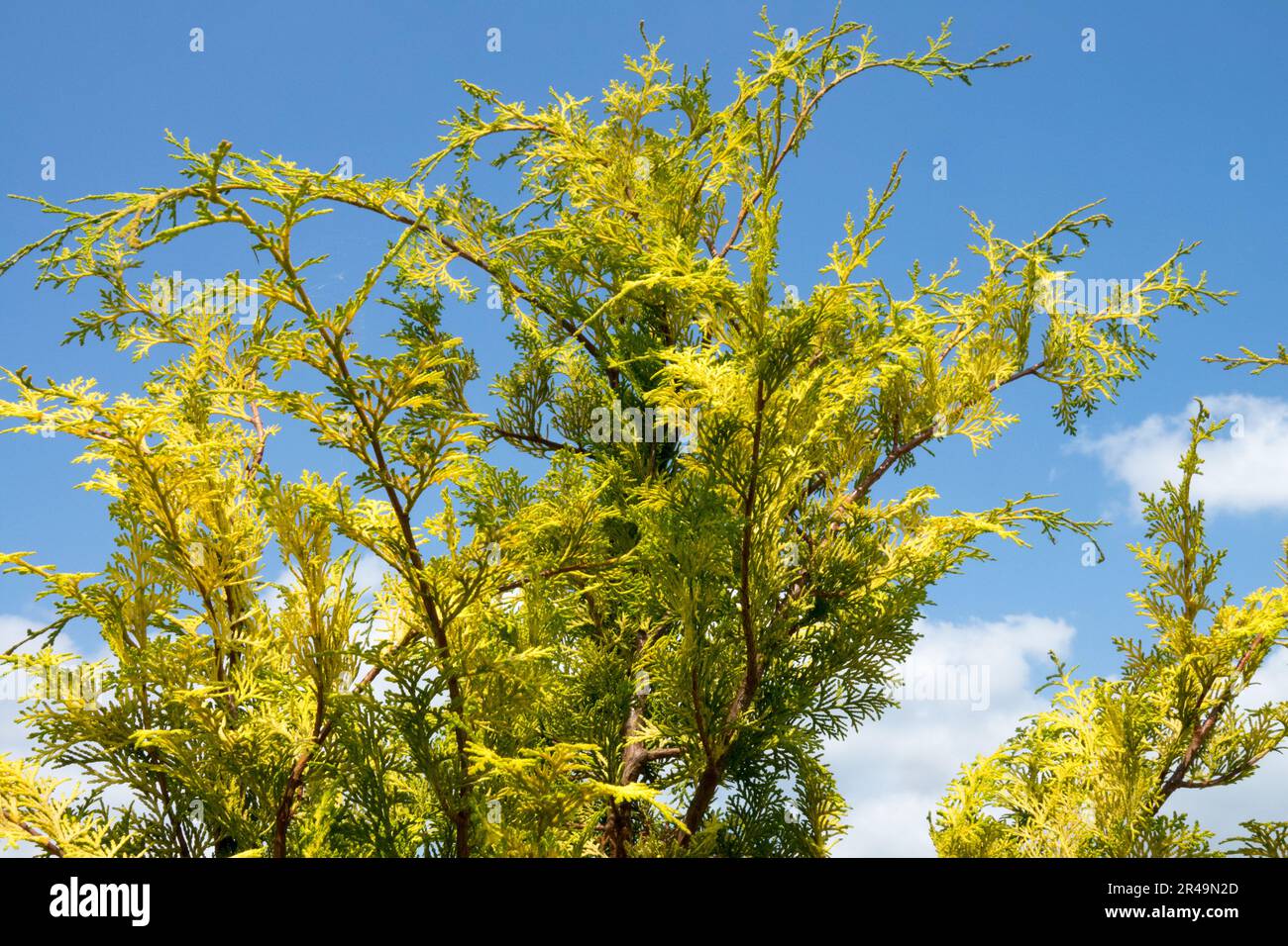 Chamaecyparis obtusa 'Meroke Twin' Japanisch Cypress Chamaecyparis 'Meroke Twin' goldgelbe Zweige Stockfoto