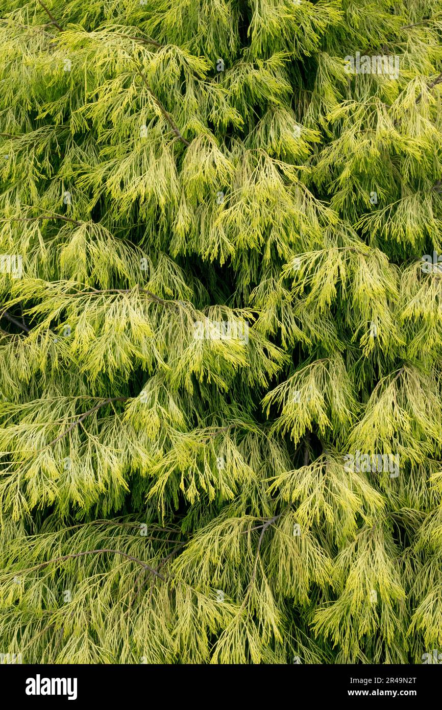 Lawson False Cypress, Port Orford Cedar, Chamaecyparis lawsoniana „Karaca“ Laub Stockfoto