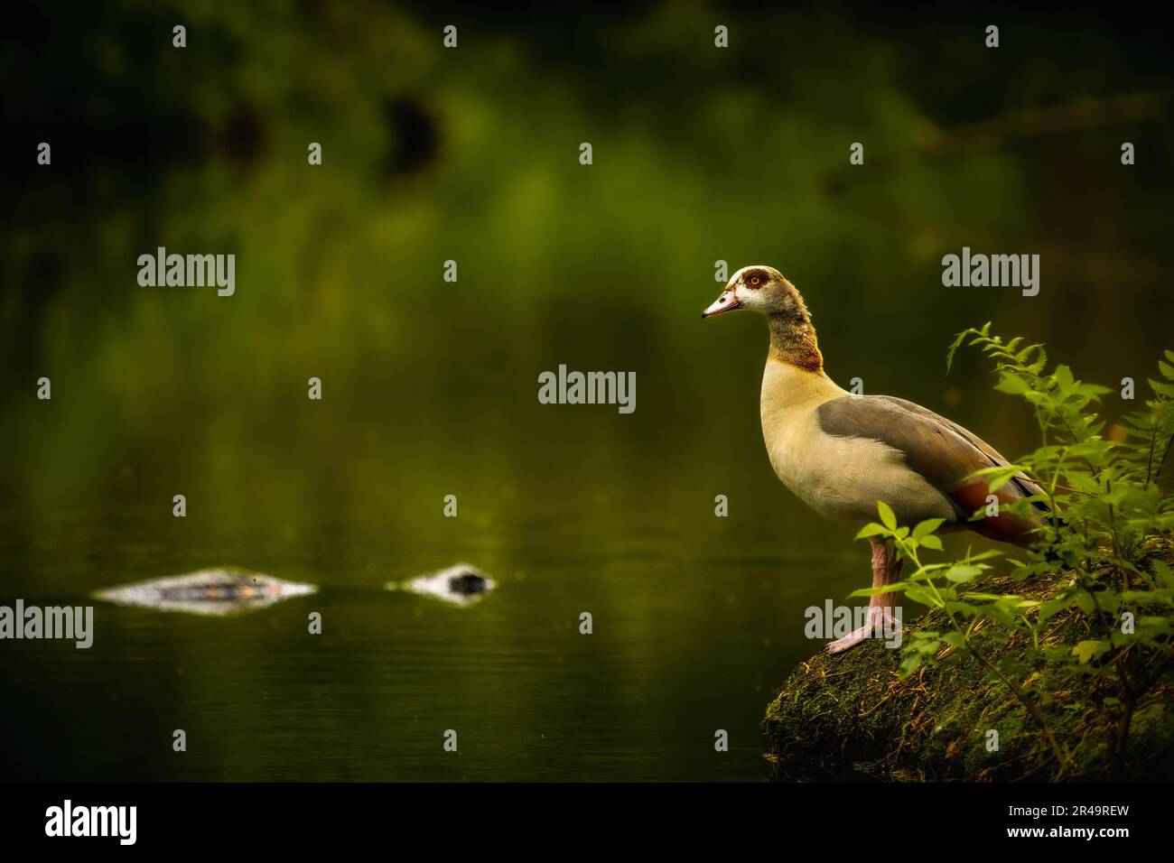 Eine ägyptische Gans (Alopochen aegyptiaca) am Rand eines Sees Stockfoto