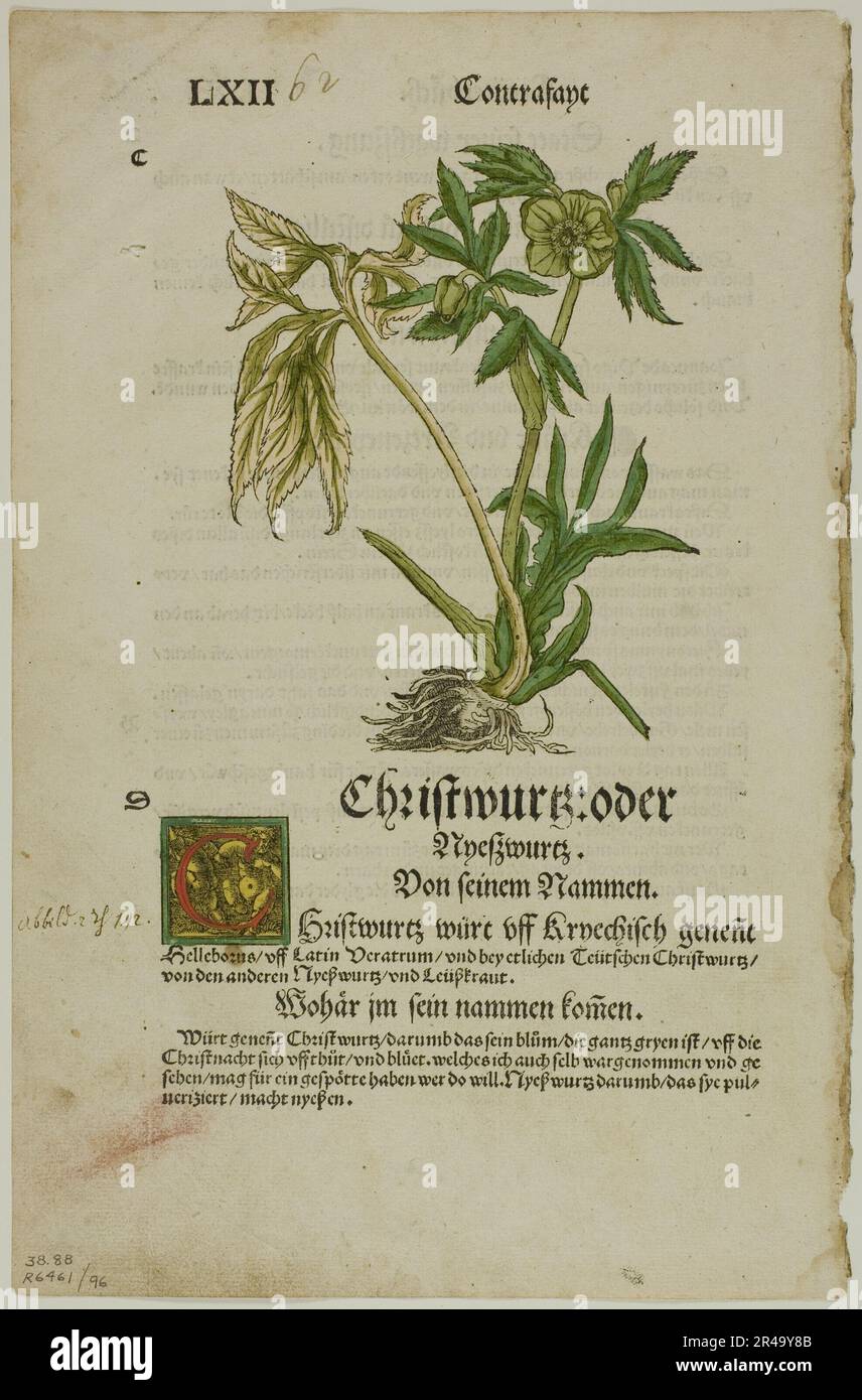 Christwurz (Hellebore) aus Herbarium (Kr&#XE4;Uterbuch), Platte 96 aus Holzschnitten aus Büchern des XVI. Jahrhunderts, 1532, zusammengebaut in Portfolio 1937. Stockfoto