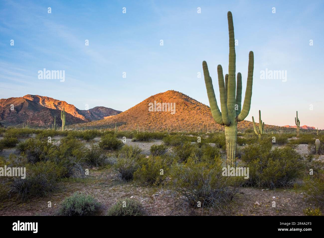 Saguaro Kaktus bei Sonnenaufgang, Organ Pipe National Monument, Sonora Wüste, Ajo, Lukeville, Arizona, USA Stockfoto