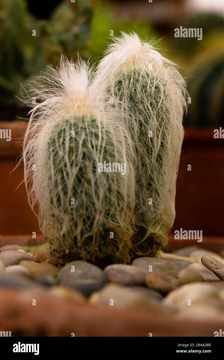 Ein weier, haariger, flauschiger Kaktus im Garten Stockfotografie - Alamy