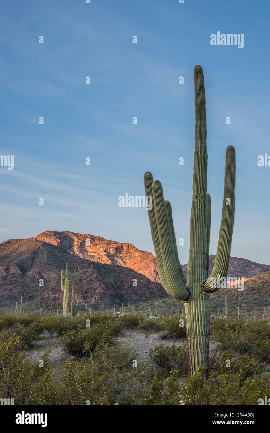 Saguaro Kaktus bei Sonnenaufgang, Organ Pipe National Monument, Sonora Wüste, Ajo, Lukeville, Arizona, USA Stockfoto