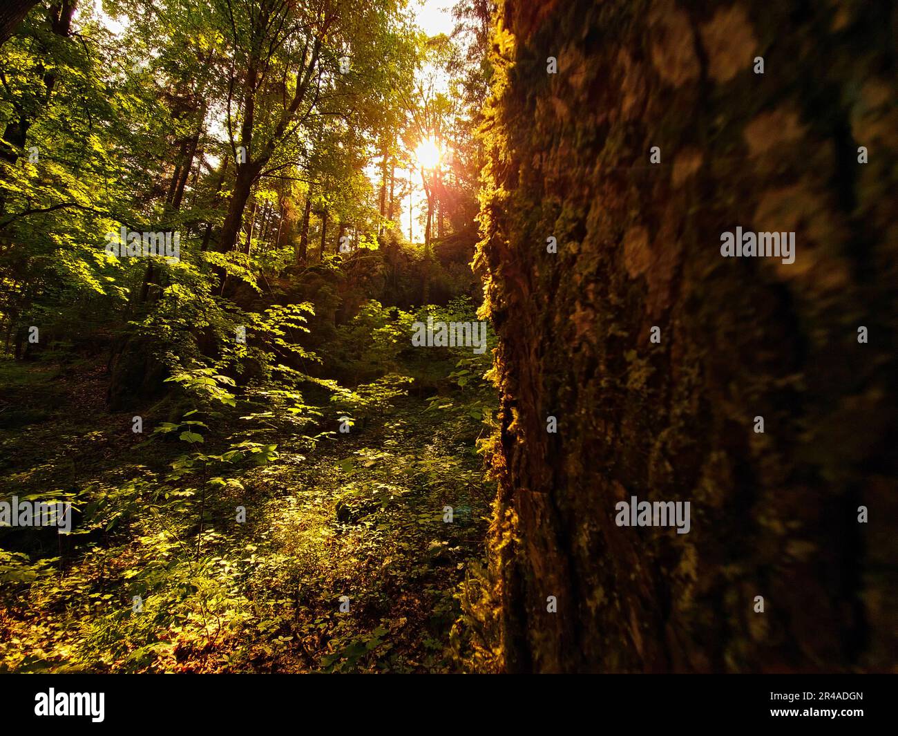 Ein moosiger Baum in einem friedlichen Wald, der von einem hellen Sonnenlicht beleuchtet wird. Stockfoto