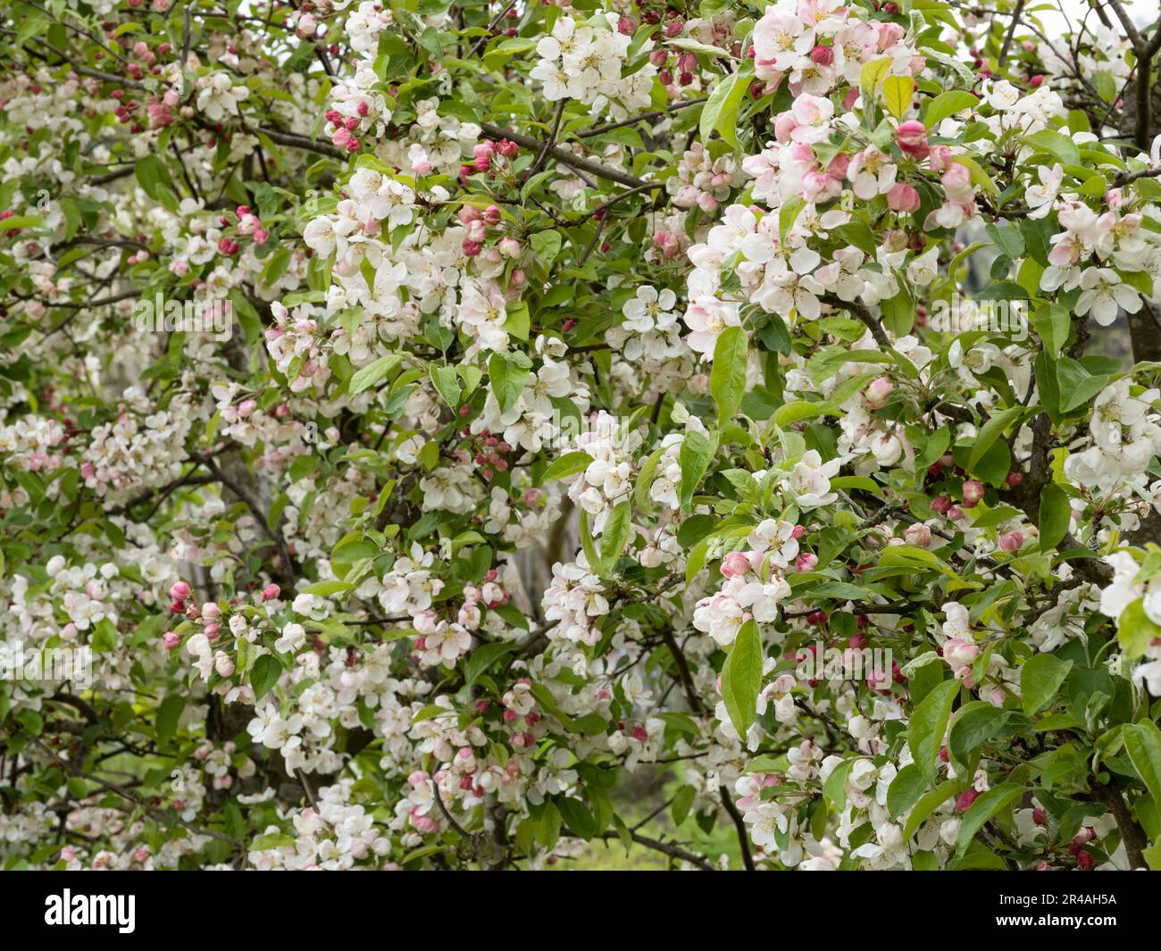 Krabbenapfelblüte - Malus evereste Stockfoto