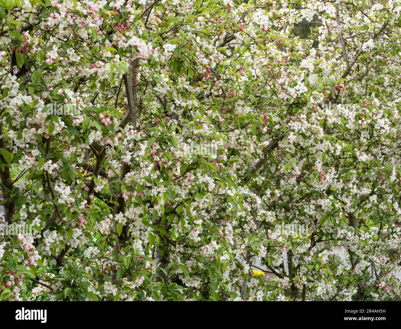 Krabbenapfelblüte - Malus evereste Stockfoto