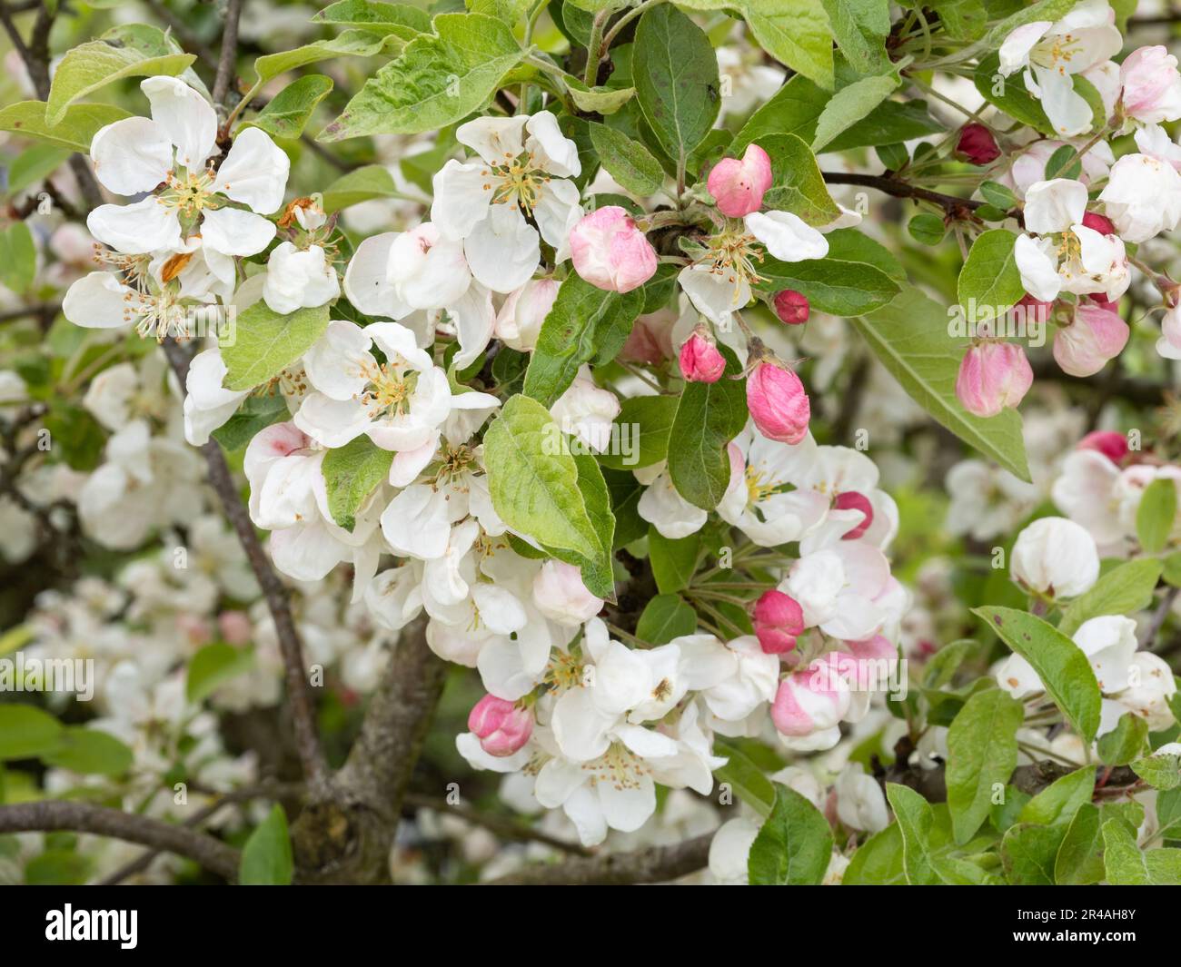 Krabbenapfelblüte - Malus evereste Stockfoto