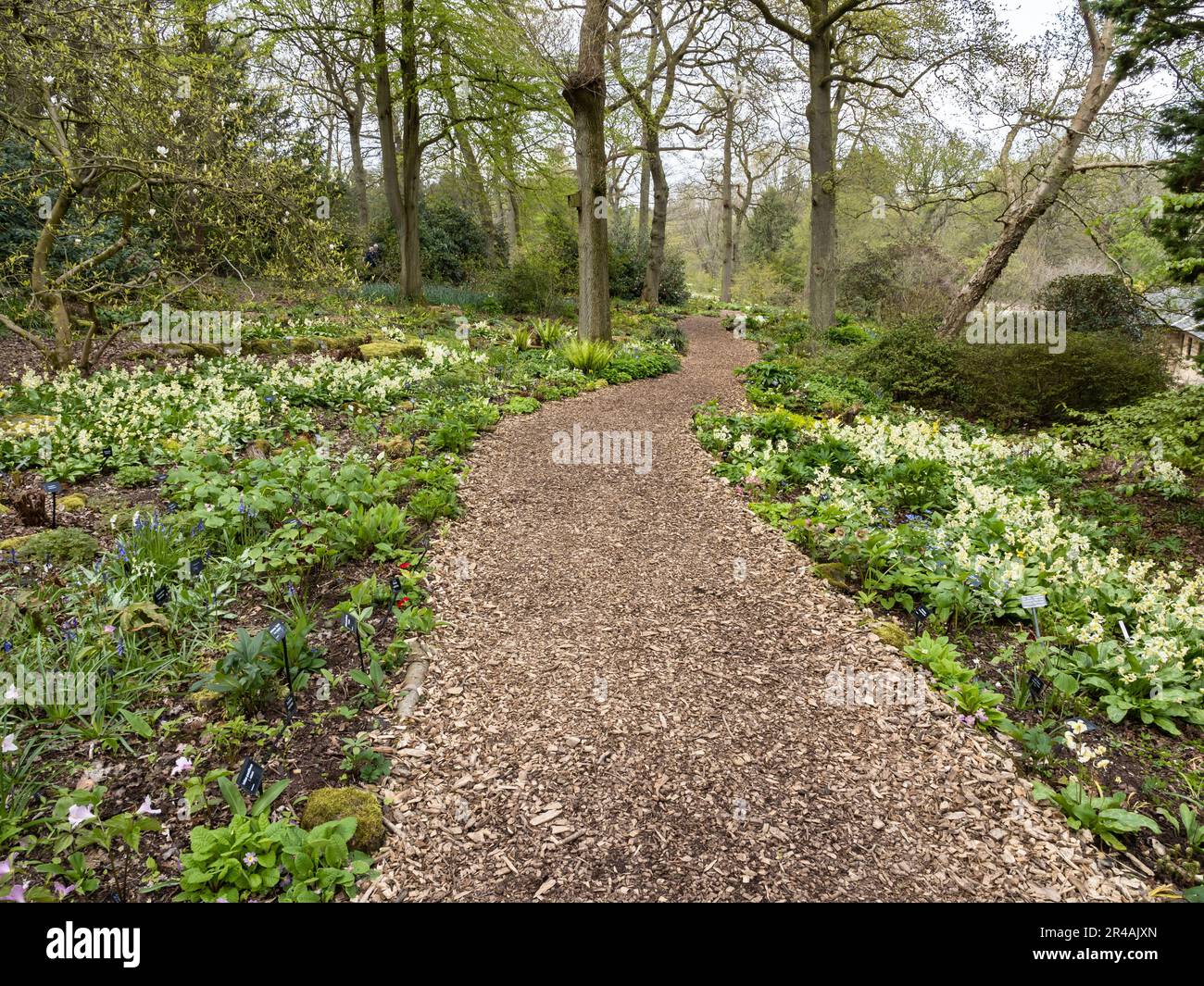Waldweg bei Harlow Carr Stockfoto