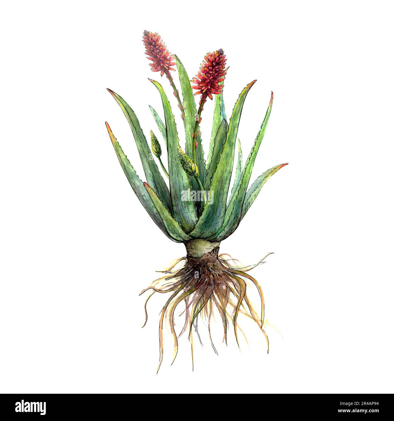 Aloe vera wurzeln -Fotos und -Bildmaterial in hoher Auflsung  Alamy