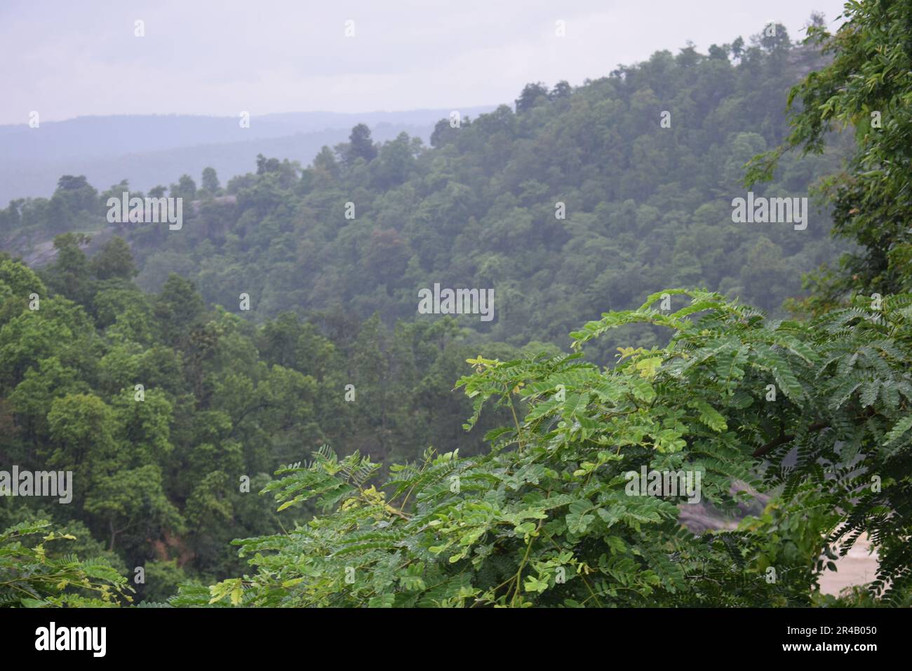 Wald und üppiges Grün mit herrlichem Bergblick in der Regenzeit Stockfoto