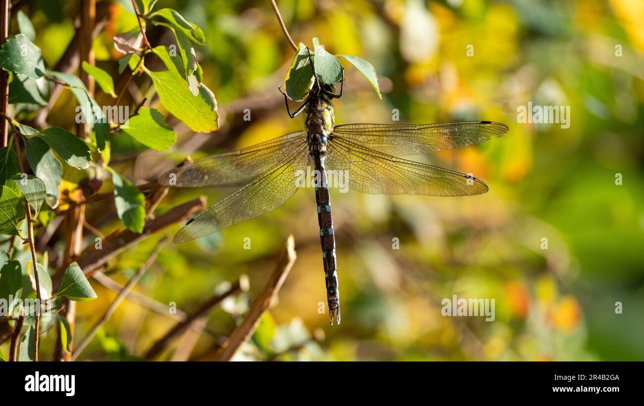Dieses Bild zeigt eine Nahaufnahme eines Insekts, das auf einem Blatt liegt Stockfoto