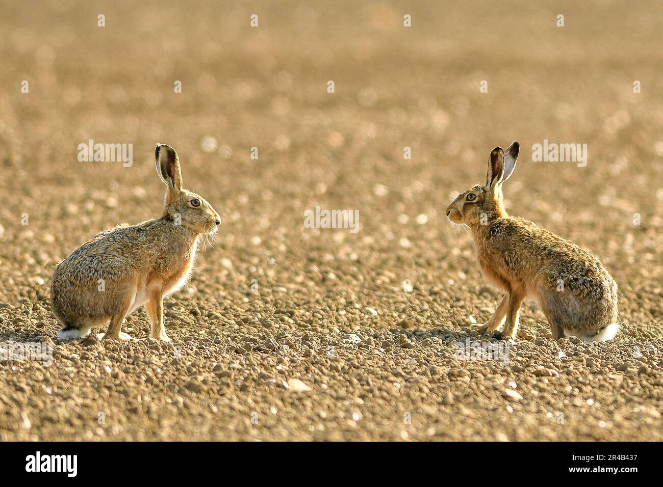 Hasen, die sich ansehen Stockfoto