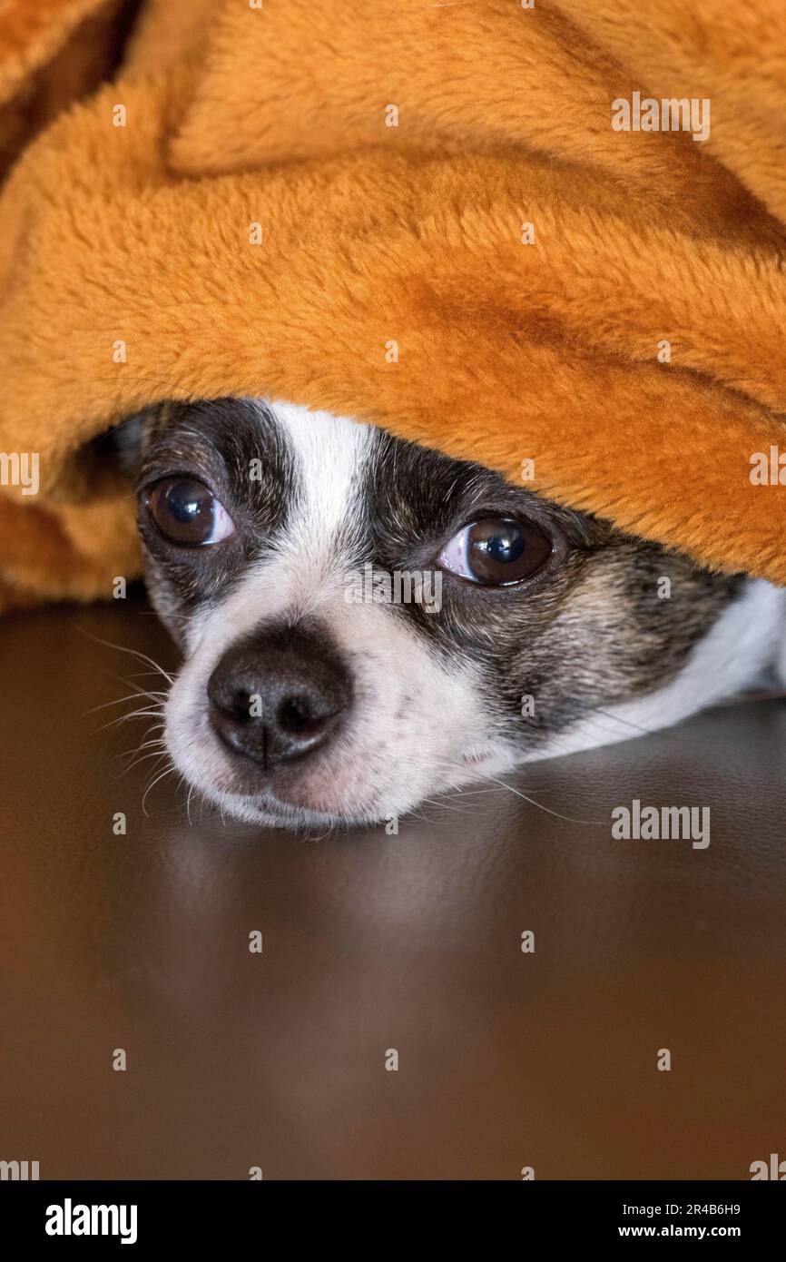 Kleiner Chihuahua Hund unter Decke, Deutschland Stockfoto