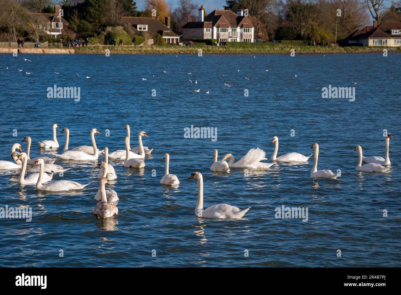 BOSHAM, WEST SUSSEX/UK - 1. Januar: EINE Versammlung von Mute Swans in Bosham West Sussex am 1. Januar 2013. Nicht identifizierte Personen Stockfoto
