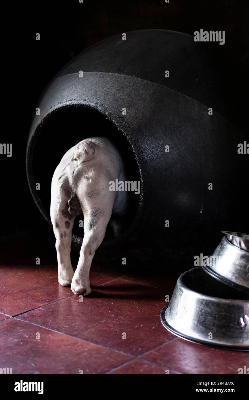 Rückansicht einer französischen Bulldogge, die in das Hundehaus kommt Stockfoto