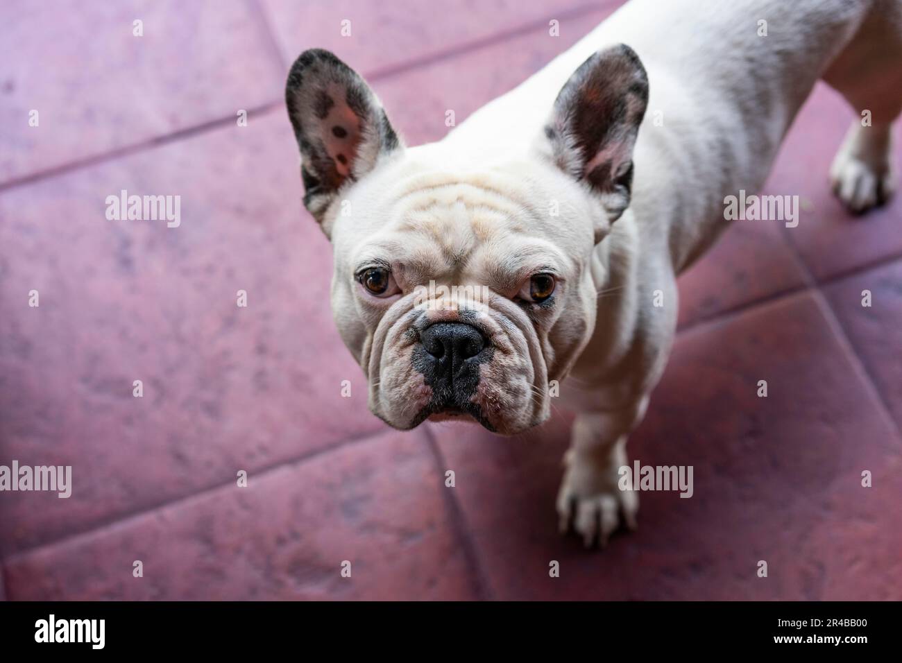 Der große Winkel des französischen Bulldog Dog steht und starrt in die Kamera. Violetter Hintergrund Stockfoto