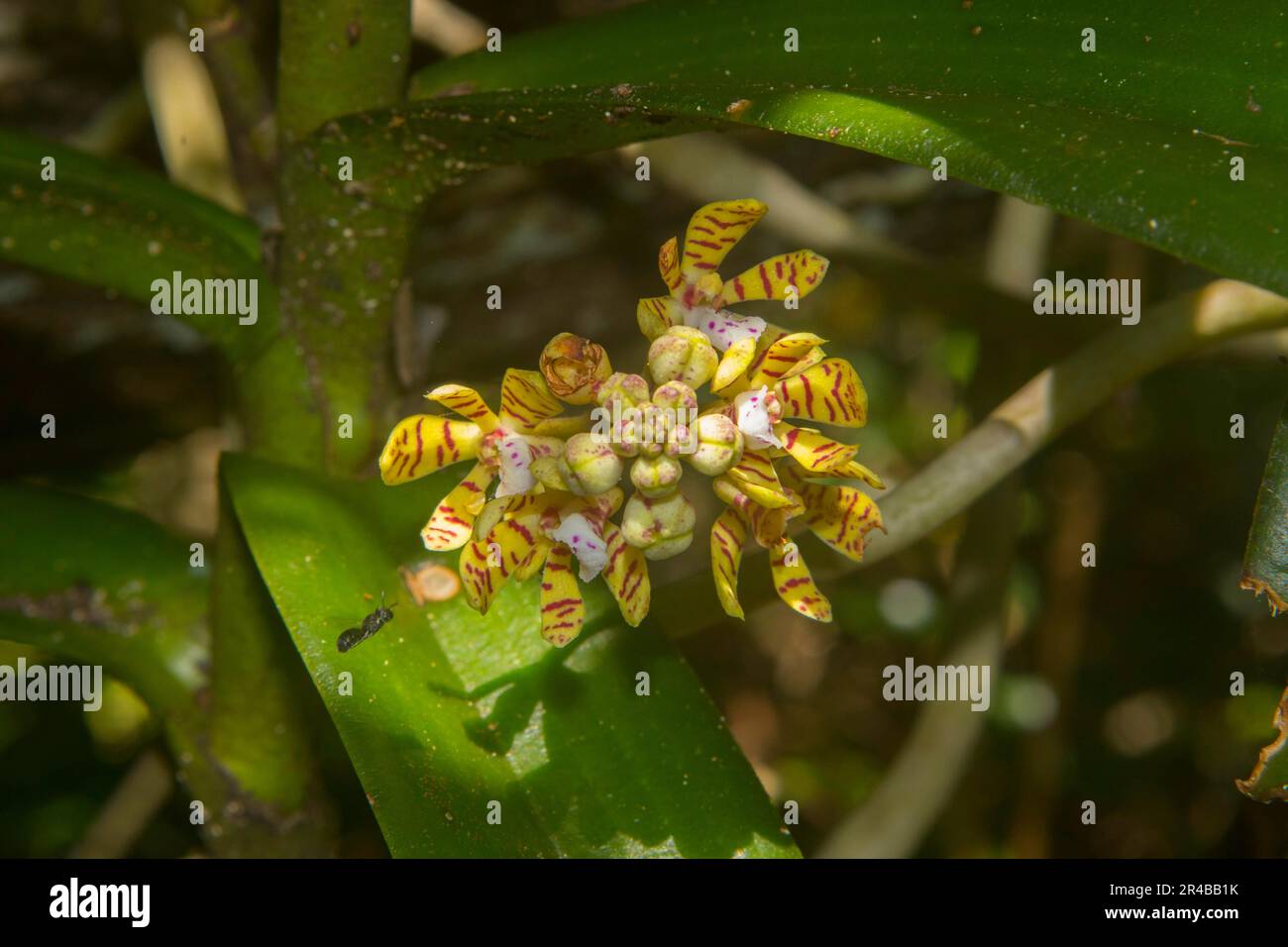 Orchidee (Acampe pachyglossa), die als Epiphyte auf einem Baumstamm wächst, Nationalpark Ankarafantsika, westliches Madagaskar, Madagaskar Stockfoto