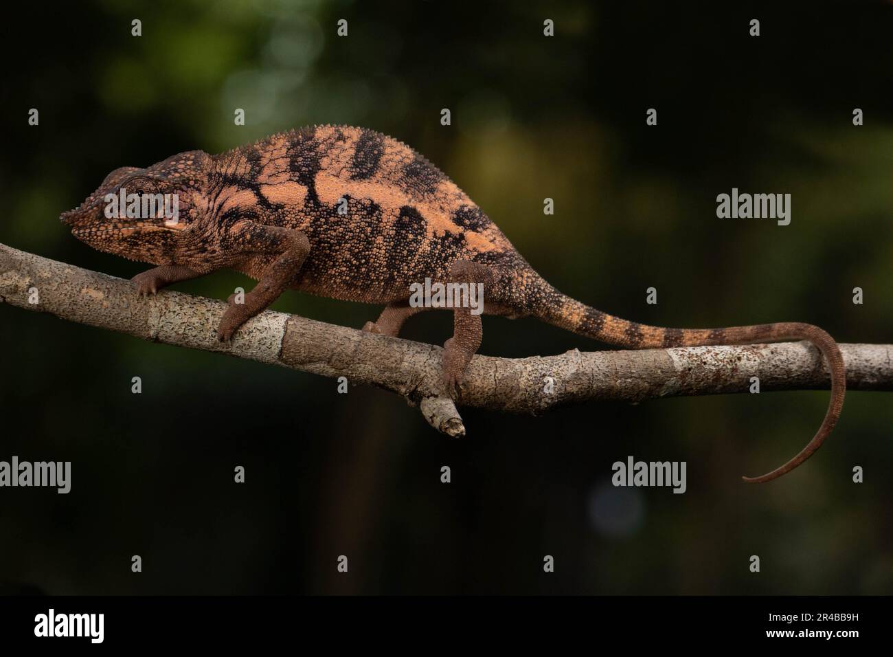 Chamäleon weiblicher Engel (Furcifer angeli), selten, auf Zweig im trockenen Wald von Mahajanga, westliches Madagaskar, Madagaskar Stockfoto