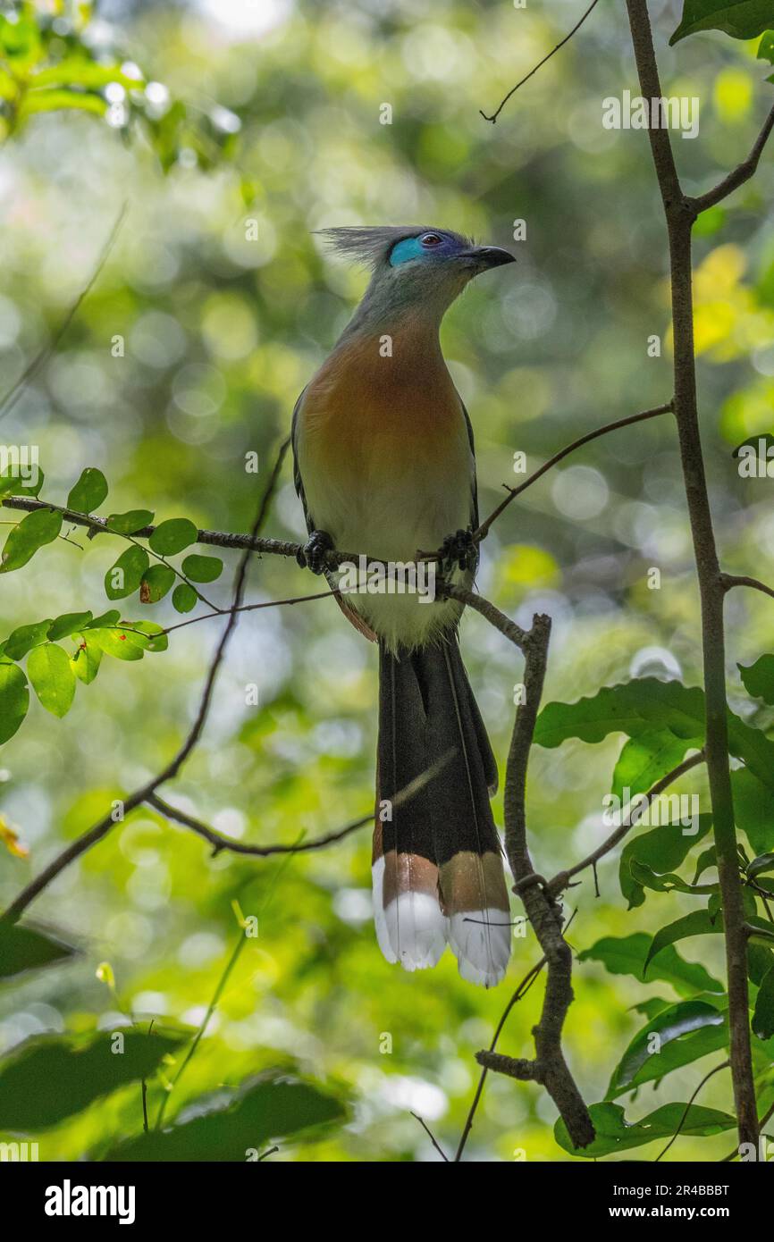 Kammmuschel (Coua cristata) im trockenen Wald von Ankarafantsika, Westmadagaskar, Madagaskar, Ostafrika Stockfoto