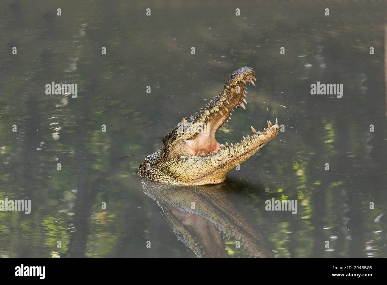 Siamkrokodil (Crocodylus siamensis), Cat Tien Nationalpark, Vietnam Stockfoto