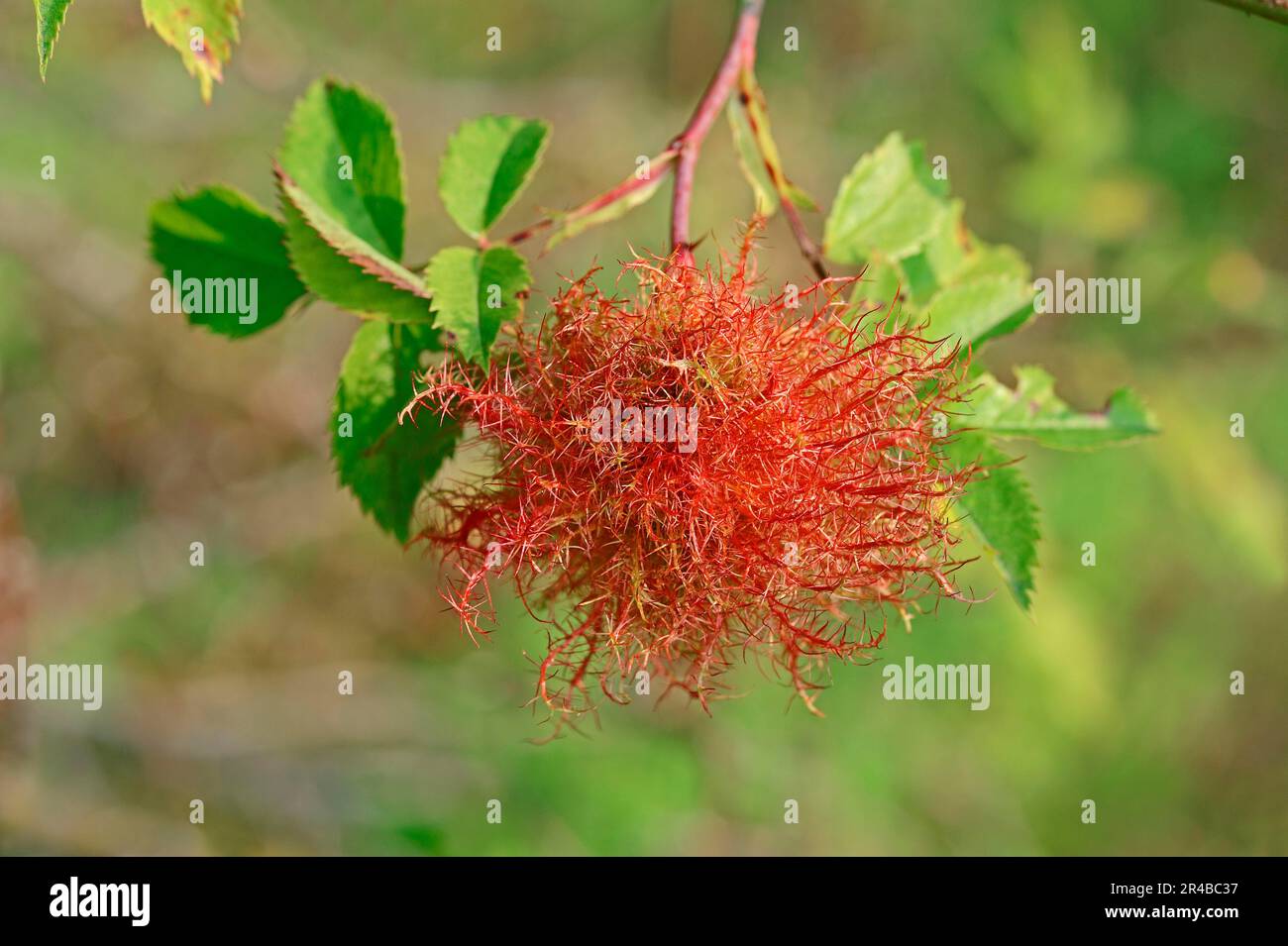 Mossyrose-Gallenwespe (Diplolepis rosae), Dormusapfel, Nordrhein-Westfalen, Rosenapfel, Deutschland Stockfoto