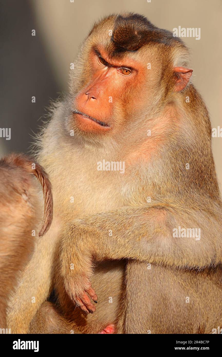 Südlicher Schweineschwanzmakak (Macaca nemestrina), männlich Stockfoto