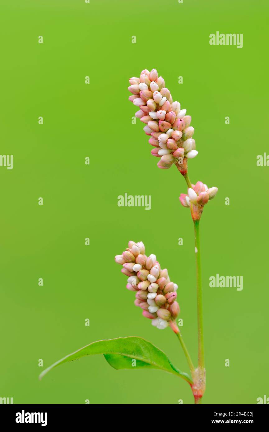 Ladysthumb, Nordrhein-Westfalen, Deutschland (Polygonum persicaria) (Persicaria maculata), Redshank, Herzkraut, Däumchen (Persicaria maculosa) Stockfoto