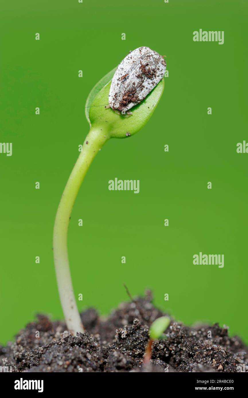 Sonnenblume (Helianthus Annuus), Sämling Stockfoto
