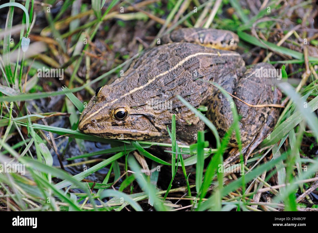 Indus Valley Bullfrog (Hoplobatrachus tigerinus), Keoladeo Ghana Nationalpark, Rajasthan, Indien, indischer Bullfrog Stockfoto