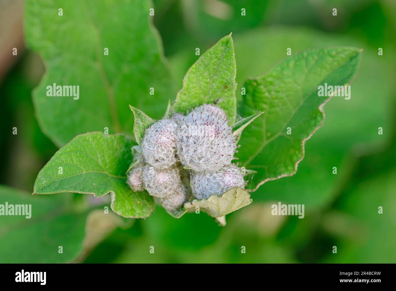 Filzklette, Nordrhein-Westfalen, Filzklette (Arctium tomentosum), Wollklette, Deutschland Stockfoto