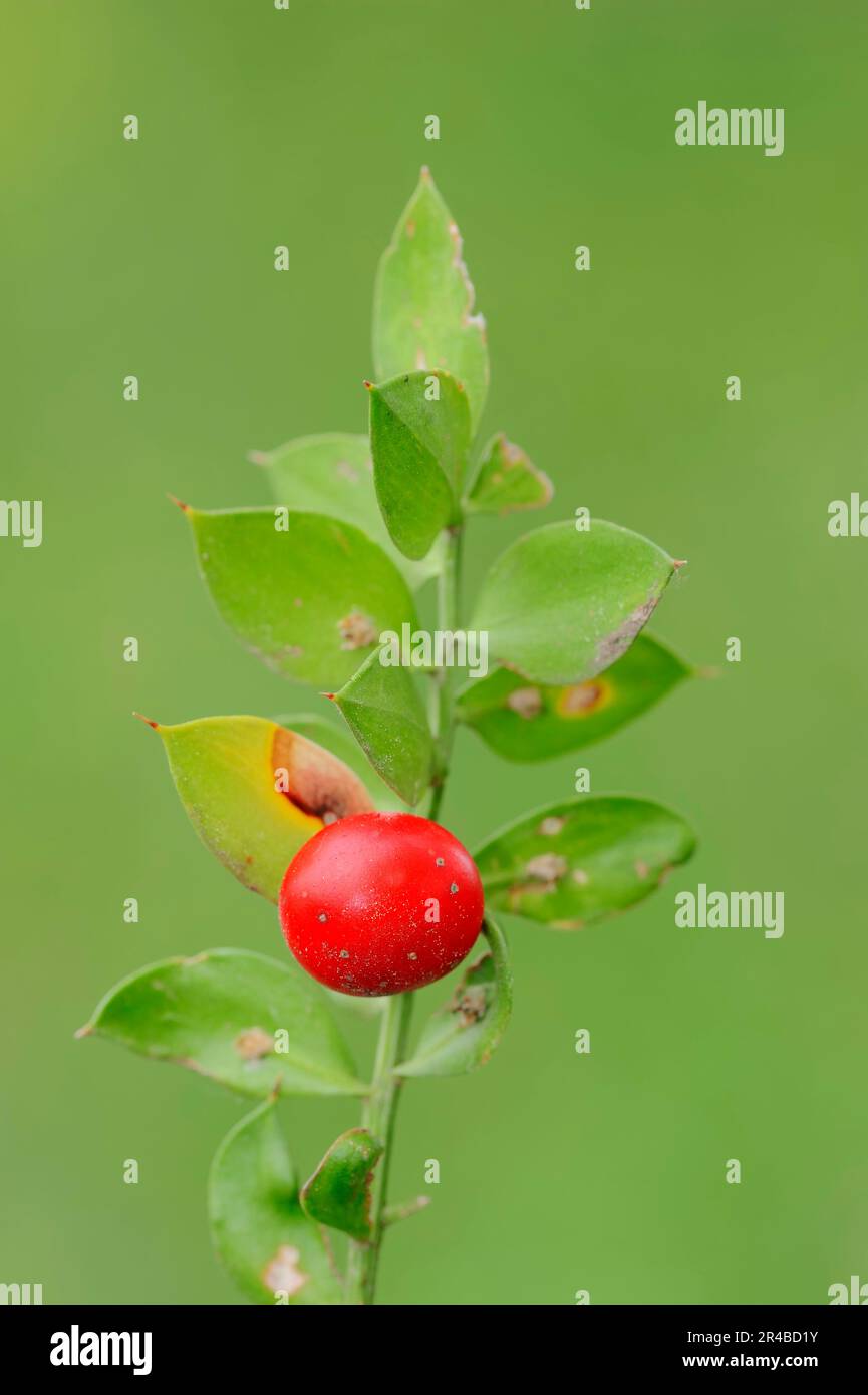 Metzgerbesen, Obst, Provence, Südfrankreich, Metzgerbesen, Metzgerbesen (Ruscus aculeatus), Metzgerbesen-Familie, Ruscaceae Stockfoto