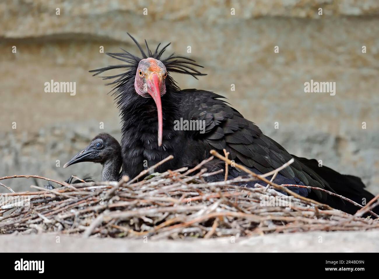 Nordkahl Ibis (Geronticus eremita) mit Küken im Nest, Hermit Ibis Stockfoto