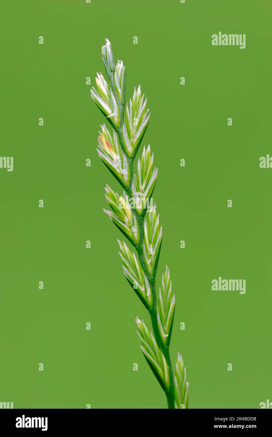 Perennial Ryegrass (Lolium perenne), Nordrhein-Westfalen, Deutschland, englisches Ryegrass Stockfoto