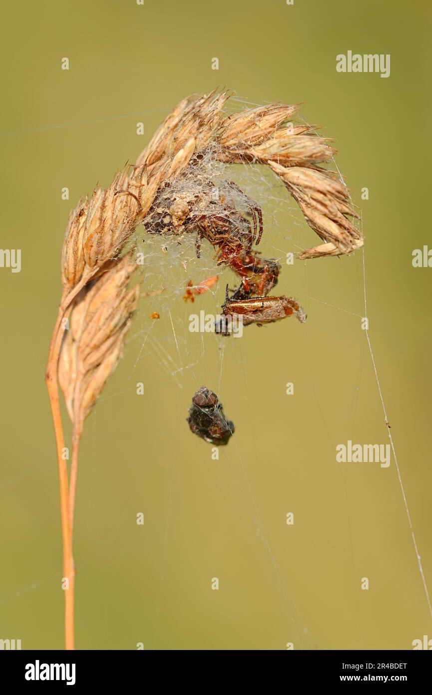 Furchenspinne (Larinioides cornutus) im Schlüpf, Nordrhein-Westfalen (Araneus foliatus), Schilfradspinne, verborgen, Deutschland Stockfoto