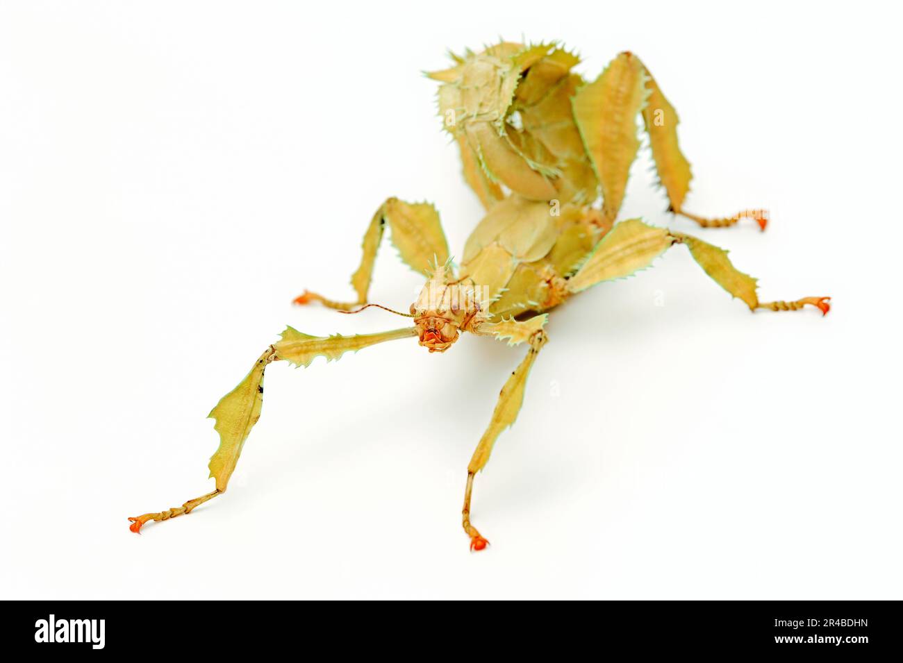 Riesenstechinsekt (Extatosoma tiaratum), weiblich, Geisterinsekt Stockfoto