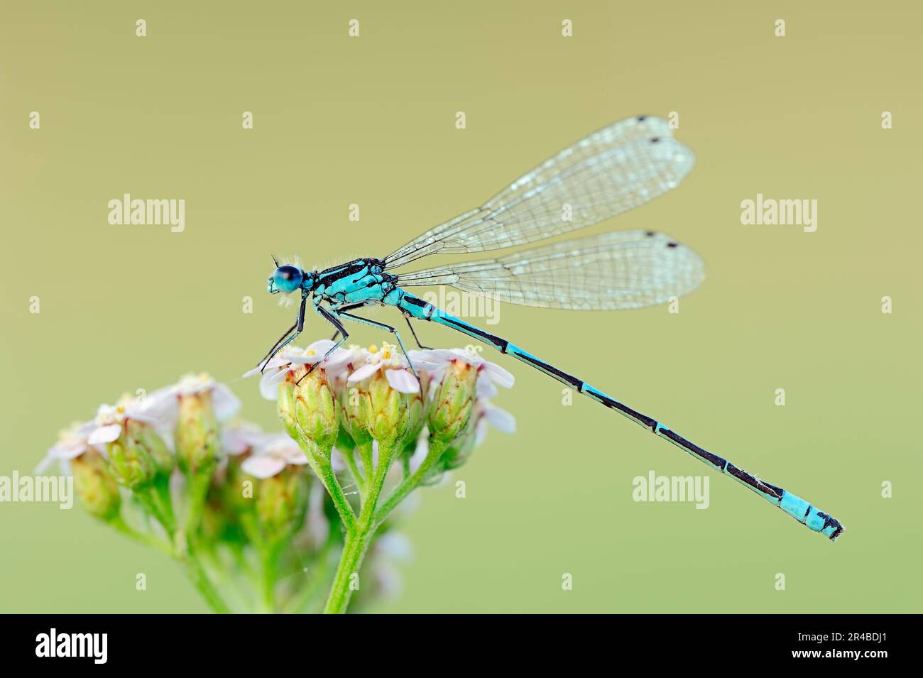 Schwanzflieder (Coenagrion pulchellum), männlich, Nordrhein-Westfalen, Deutschland Stockfoto