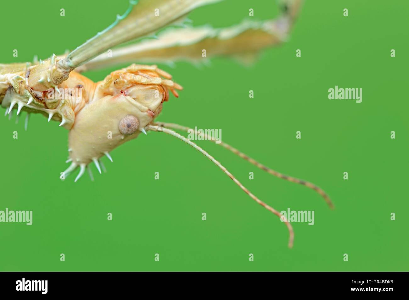 Riesenstechinsekt (Extatosoma tiaratum), weiblich, Geisterinsekt Stockfoto