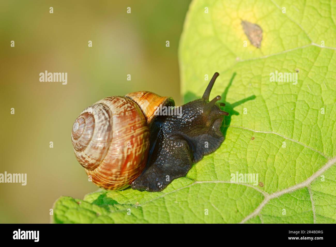 Zwergschnecke (Arianta arbustorum), Nordrhein-Westfalen, Baumschnecke, Baumschnecke, Deutschland Stockfoto