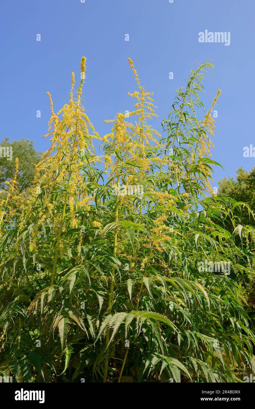 Künstlicher Hanf (Datisca cannabina), Asiatische Kräuter, Datiscaceae Stockfoto