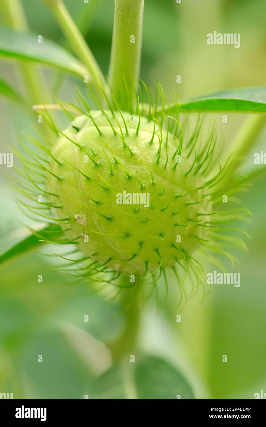Asclepias Fruticosa -Fotos Und -Bildmaterial In Hoher Auflsung Alamy