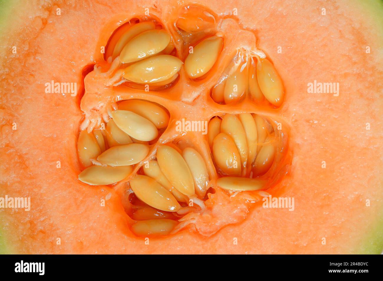 Honigmelone, halbe Frucht mit Samen, Zuckermelone (Cucumis melo) Stockfoto