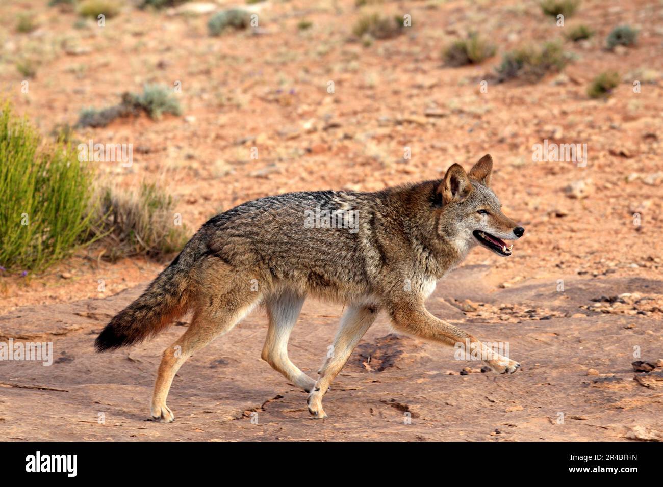 Coyote (Canis latrans), Monument Valley, Utah, USA Stockfoto