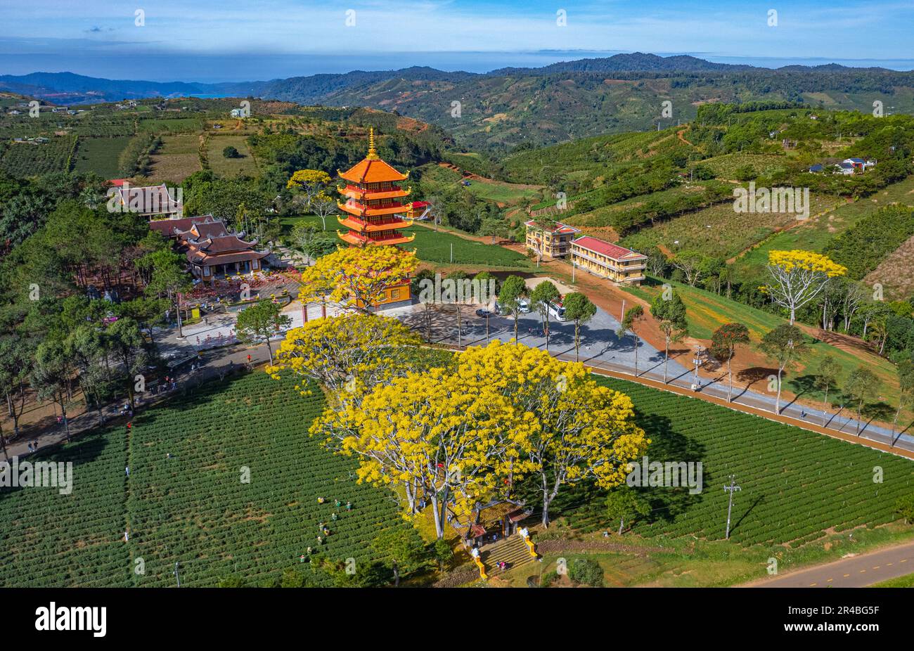 Gelbe phoenixs blühen brillant in der Fledermaus-Nha-Klosterpagode, Bao Loc City, Vietnam Stockfoto