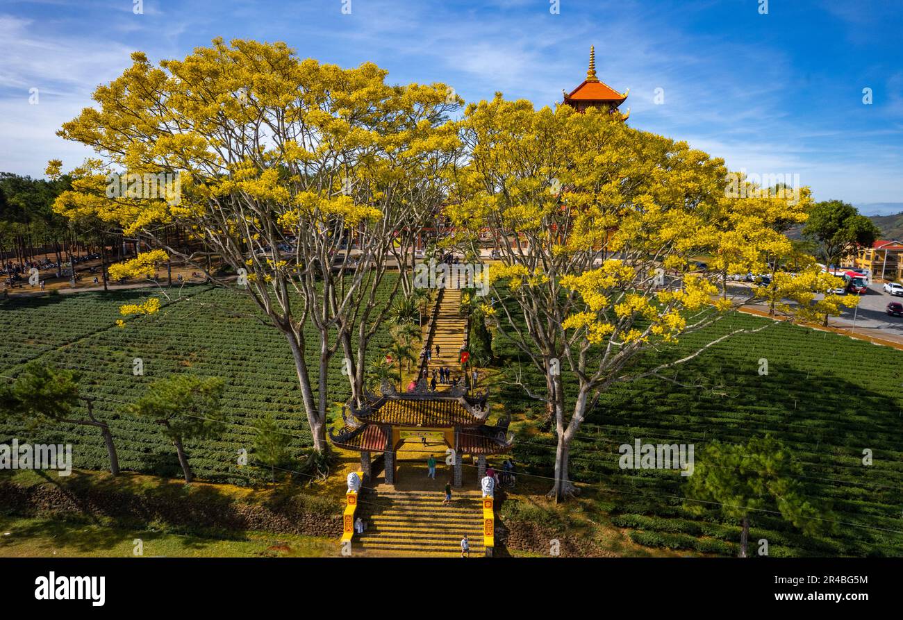Gelbe phoenixs blühen brillant in der Fledermaus-Nha-Klosterpagode, Bao Loc City, Vietnam Stockfoto