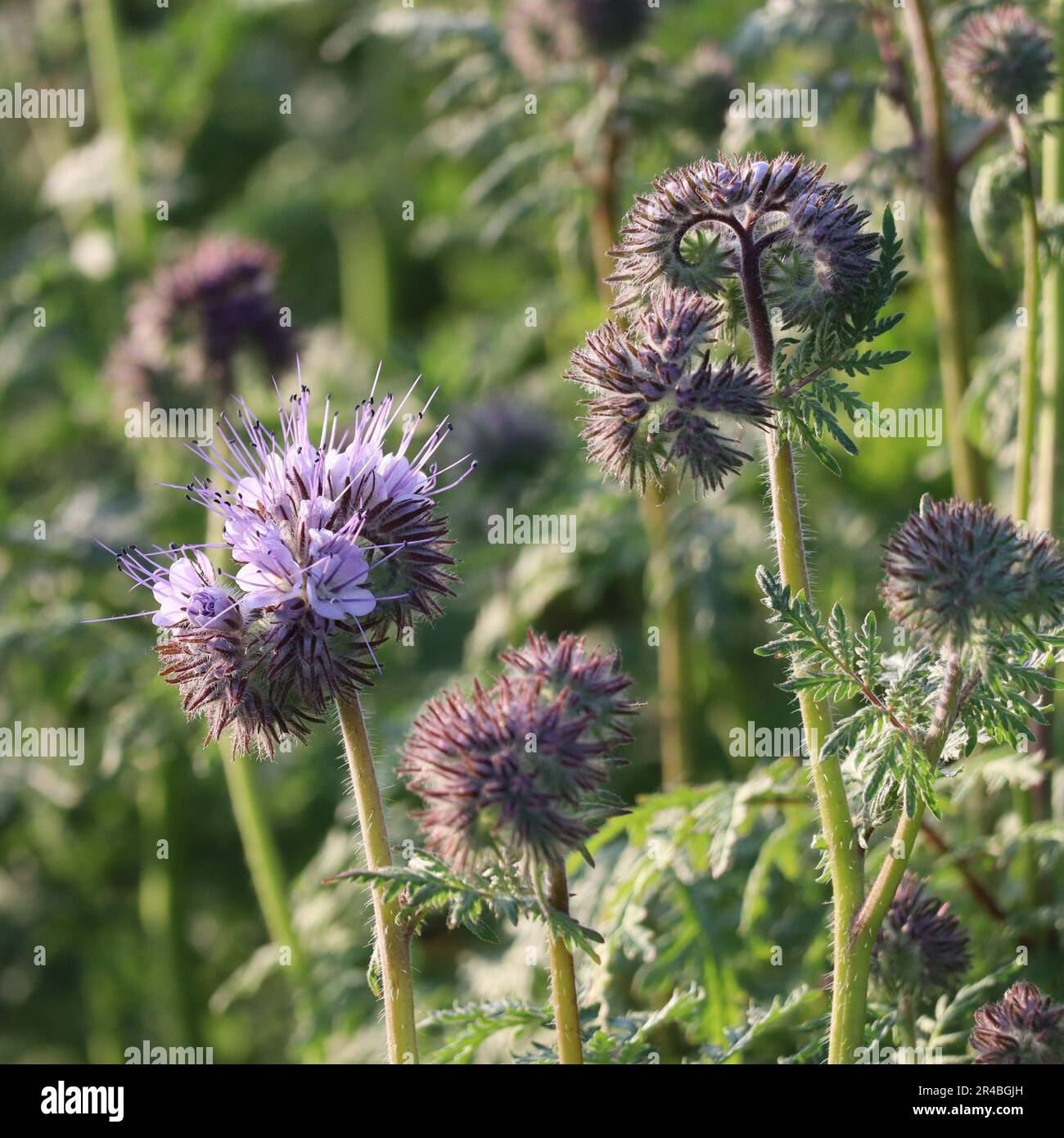 Tansige Pazelia mit sich öffnenden Blumen Stockfoto
