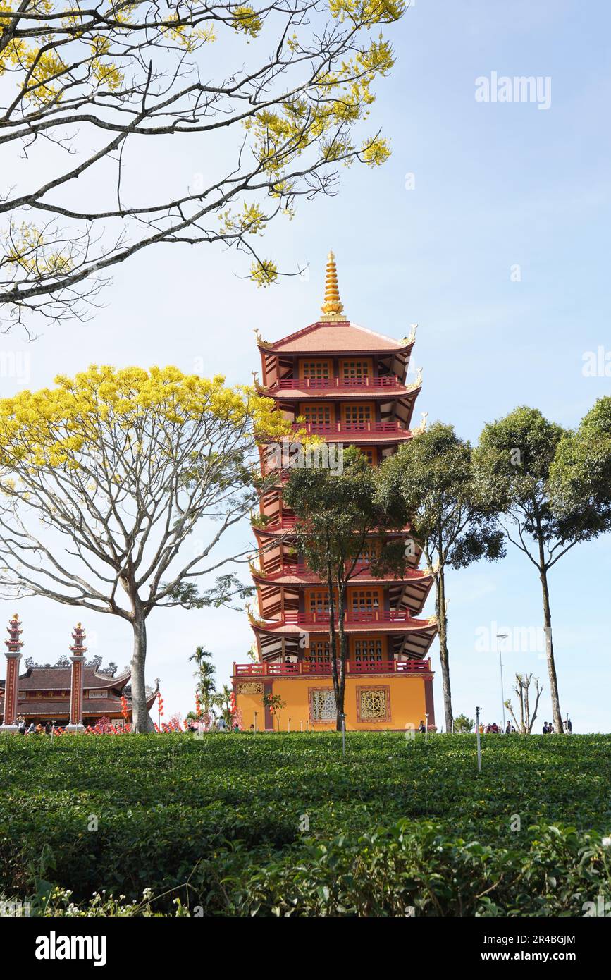 Gelbe phoenixs blühen brillant in der Fledermaus-Nha-Klosterpagode, Bao Loc City, Vietnam Stockfoto