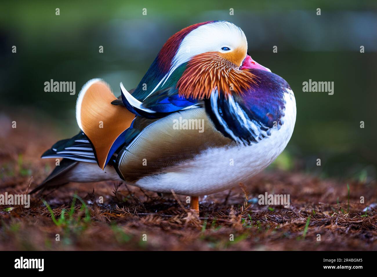 Eine männliche Mandarinenente mit ihren leuchtenden Federn, die am Grasufer steht Stockfoto