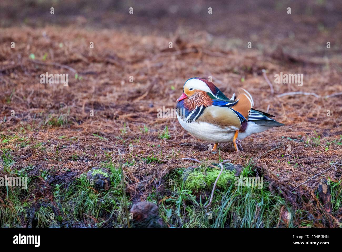 Eine männliche Mandarinenente mit ihren leuchtenden Federn, die am Grasufer steht Stockfoto