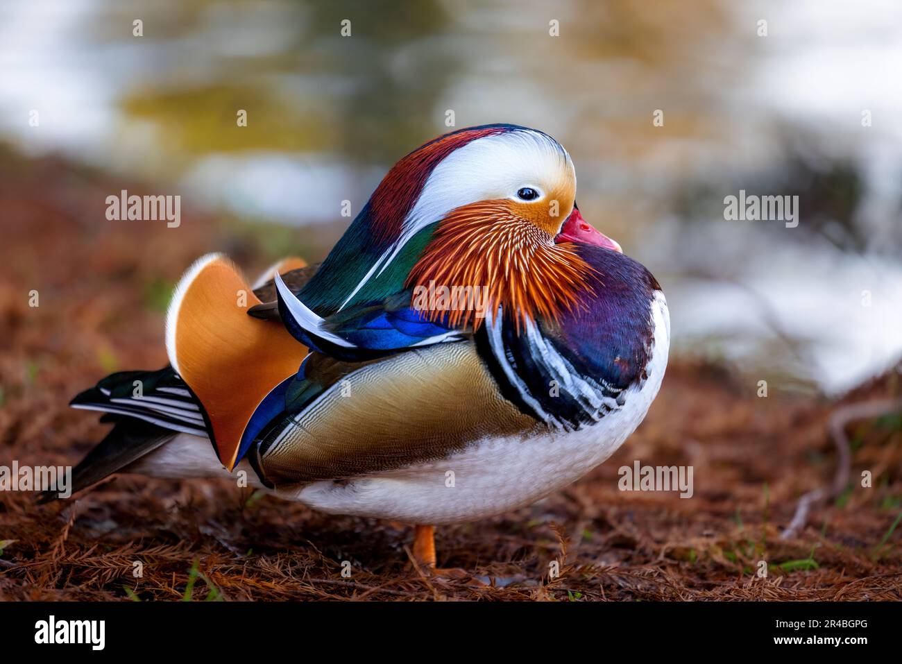 Eine männliche Mandarinenente mit ihren leuchtenden Federn, die am Grasufer steht Stockfoto