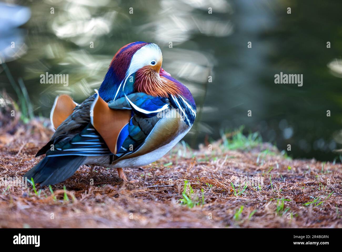 Eine männliche Mandarinenente mit ihren leuchtenden Federn, die am Grasufer steht Stockfoto